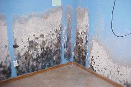  Mold Growing on Interior Walls