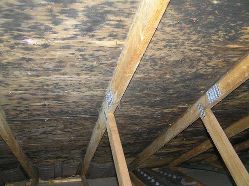 Mold on Attic Framing