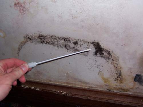  A Swab is Being Used To Collect Samples of Mold