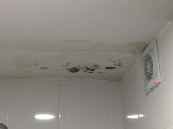 Mold Growth on Basement Ceiling Below Plumbing Leak