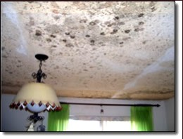 Ceiling Covered With Mold Ceiling Covered With Mold